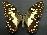 Papilio demoleus sthenelus - Adult